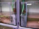 Aquapets visit to Airfish