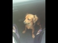 Dog trying to stay awake