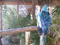 Bailarin