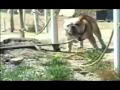 2010-02-25 | Funny Animal Videos.mp4 ~> (<span>5:)