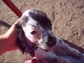 Ven los perros los colores? Ven los perros los colores?
