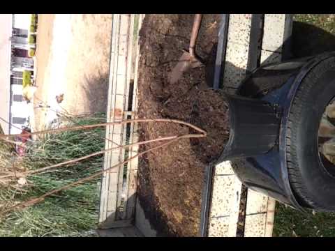 how to transplant myrtle