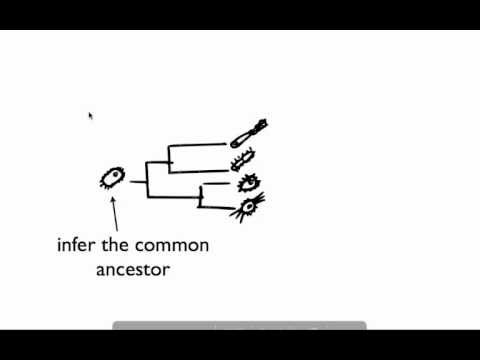 Introduction to phylogenetics