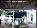 A milk cow in Koiwai