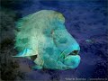 Memories of the seas - Arnica Montana.wmv