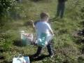 videos de Eli picks apples