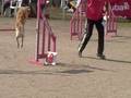 Jumping. Luis MIguel con Viconte