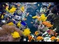 Ultimate Reef Aquarium