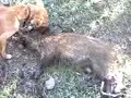 seguggia sul mio cinghiale seguggia sul mio cinghiale