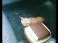 Kitty in my car Kitty in my car