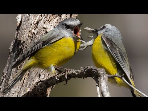 <p>The Secret Socials of Yellow Robins</p>
 video thumbnail