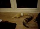 Smartie and Badger in a Tube