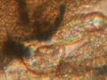 Rotiferi al microscopio