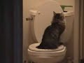 Cat using the toilet - Queenie