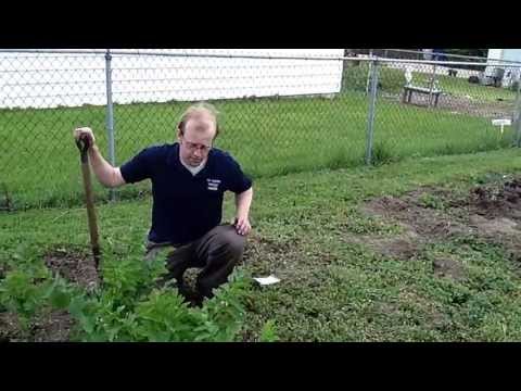 how to harvest parsnips