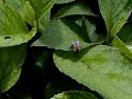 hommel vliegt achteruit en poept
