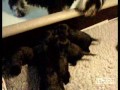 Dwerg Schnauzer pups vinden hun moeder Dwerg Schnauzer pups vinden hun moeder