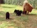 Chow Chow Puppies Chow Chow Puppies