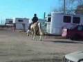 Rio Gaiting and Cantering