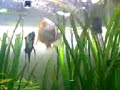 Meu casal de Acarás Bandeira desovando no aquario plantado. 
