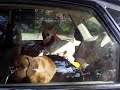 Discovered a dachsund leaving .... Savannah, GA.AVI