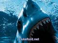videos de Luke Ford Is A Shark