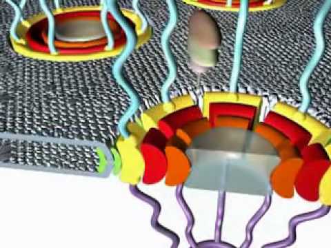 The Structure of the Nuclear Pore Complex: Supplemental Video 4