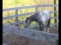 Curly Horse Stallion - Sterling Curlies part 1