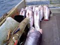 swordfishing off the coast of Nova Scotia swordfishing off the coast of Nova Scotia