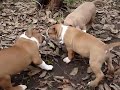 Cachorros annie