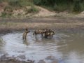 Timbavati reserve African wild dog sighting at Shindzela tented lodge