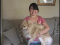 Pomeranian puppy