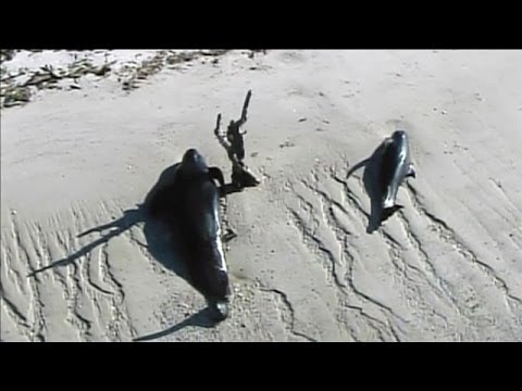 Breaks a heart....30 stranded whales in Florida right now...How did this happen?