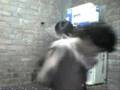 PLUMA GAY (PUNK) 