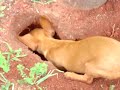 Pingo fazendo um buraco enorme no jardim... Pingo fazendo um buraco enorme no jardim...