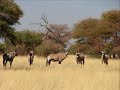 Gemsbok antelope in the Kalahari, Namibia Gemsbok antelope in the Kalahari, Namibia