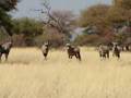 Gemsbok antelope in the Kalahari, Namibia