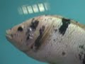 CURIMBATA, TILAPIA, SURUBIM e ARRAIA VIOLA