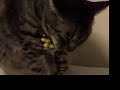 cat Mimi cat Mimi