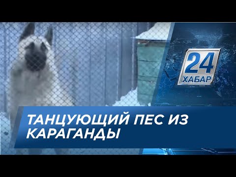 Танцующий пес из Караганды набрал в интернете 2,5 млн. просмотров