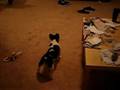 Mooby the French Bulldog being a chicken