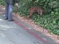See video