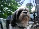 well that's my dog. wow such a great video. i know. ;) pour nono xd ... pope jean charest lassie tintin au tibet 