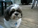 well that's my dog. wow such a great video. i know. ;) pour nono xd ... pope jean charest lassie tintin au tibet 