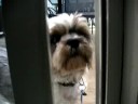 well that's my dog. wow such a great video. i know. ;) pour nono xd ... pope jean charest lassie tintin au tibet 