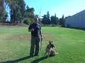 Live Gun Fire K9 Training - Falco K9 Academy Live Gun Fire K9 Training - Falco K9 Academy