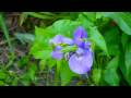Can plants communicate with their relatives?