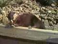 Cute otter juggling