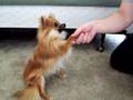 Izzy Does Tricks, Cute Pomeranian