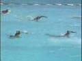 Polo Aquatico Feminino Ceará